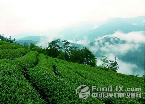 武夷山出臺十三五茶產業規劃 武夷山出臺十三五茶產業規劃